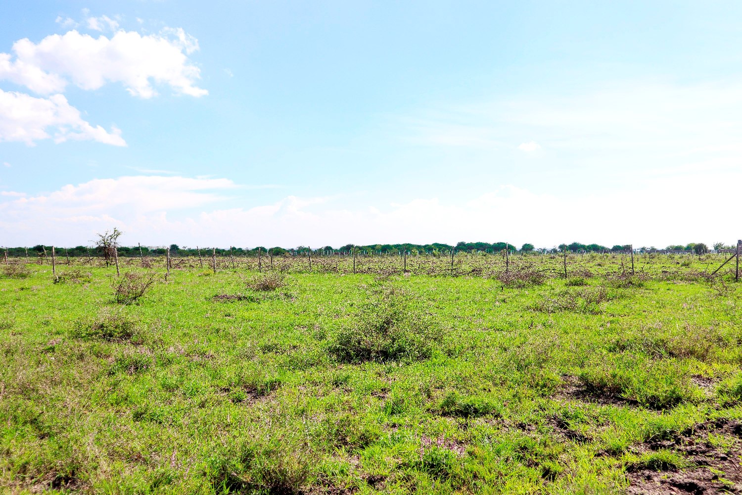 Baraka Gardens Phase 1 – Gikumari, Ruiru